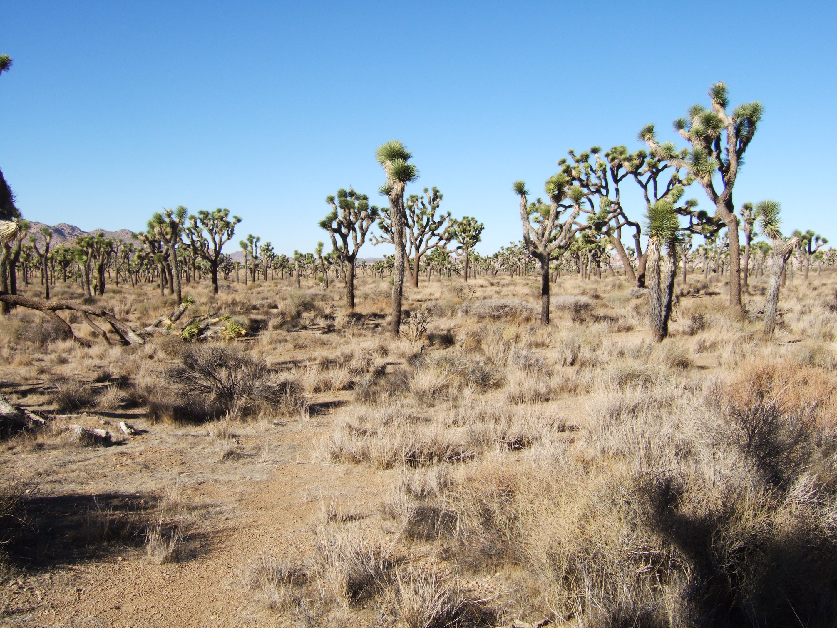 Joshua Tree NP